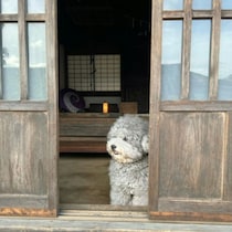 「反則級のかわいさ」玄関で待つモフモフ犬→お出迎えの姿に4.3万いいね「ぬいぐるみかと」