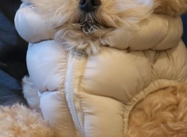 ダウンを着たら眠気が止まらない!? 愛犬の“ウトウト顔”に2万いいね「わかる」「癒された」