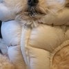 ダウンを着たら眠気が止まらない!? 愛犬の“ウトウト顔”に2万いいね「わかる」「癒された」