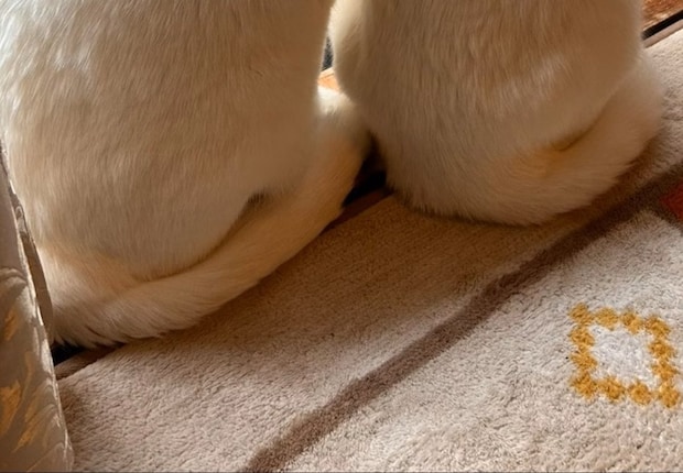 動きも気持ちもシンクロ!? 仲良し双子猫の“お外見タイム”に10万いいね「完全に一卵性」