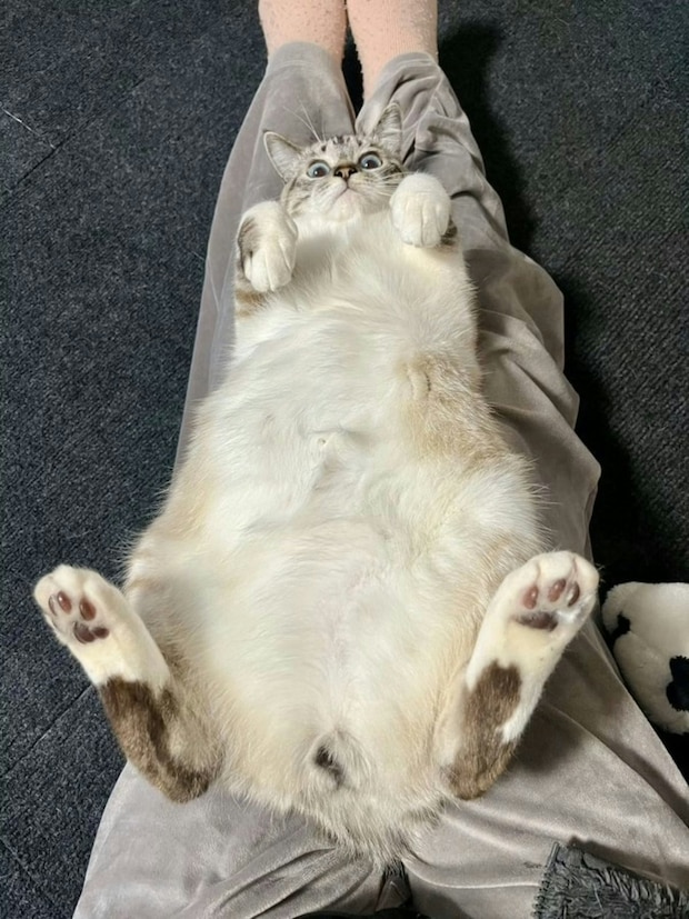 「何その顔w」見下ろしてくる愛猫が話題に!4.6万いいねの“ドヤ顔ショット”がかわいすぎる