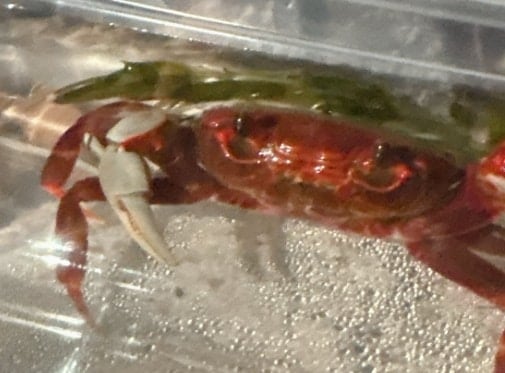 カニの名前読んだら→まさかのファンサに4.1万いいね「かわいい!」「自分がカニだとわかってる」