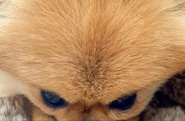 「寒いの?」自分でお鼻を温めるポメラニアンに2万いいね「反則級のかわいさ!」