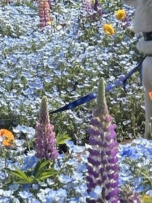 まさかの完全スルー…それでも10万いいね集めたハスキーの自由すぎる姿