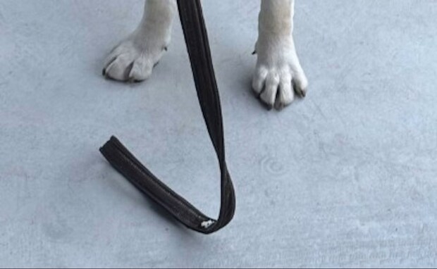 「待て」と言われた瞬間の表情が切なかわいい…ラブラドールの姿に4万いいね！