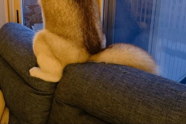 「座り方どうなってるの!?」人間みたいにちょこんと座るハスキーに3.8万いいね「体幹すご」「ジワる」