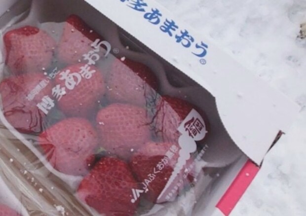 質問に即答！「いちご食べたい人」でまさかの挙手ポーズ　6万いいね「はい！」「この真剣さよ」