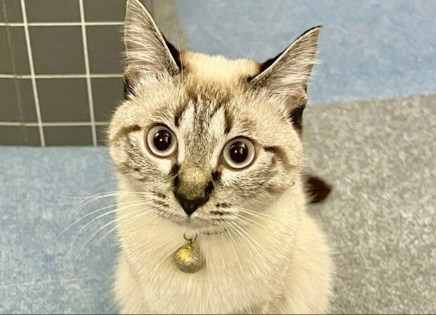 「拾ってきたの、これ…」愛猫が足元にそっと置いた“プレゼント”に13万いいね「尊い」「お行儀よすぎ」