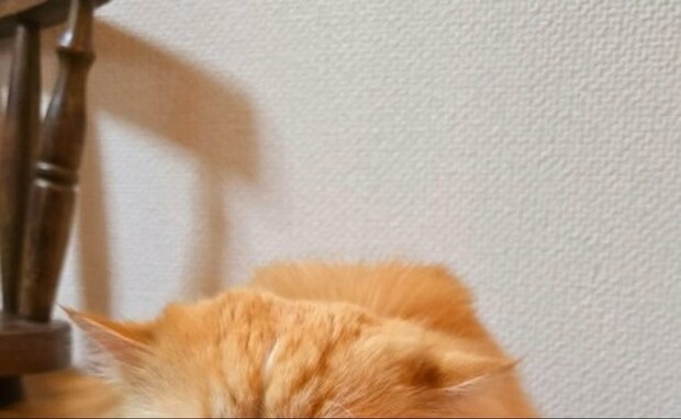 まさに“踏ん張りどき”！トイレで見せた猫の表情に10万いいね「人間みたい」「応援したくなる」