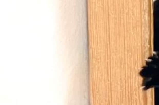 「セミかと思ったら…」完璧な貼りつき姿に5.4万いいね「ほんまにおる」「天才すぎ」