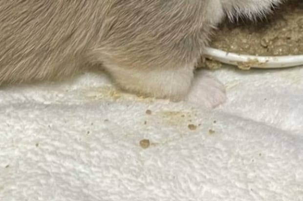 見てるだけで癒やしされる~!赤ちゃんコーギーの“みじかわ”あんよが話題「声出た」「尊い」