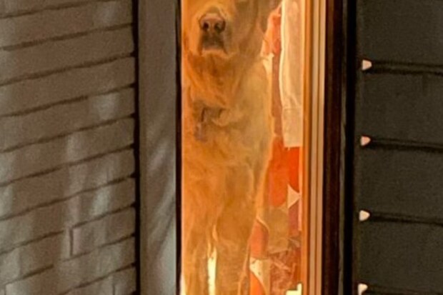 飼い主が帰る理由がこれ！じっと見つめる愛犬に9300いいね「圧すご」「待ち姿が尊い」