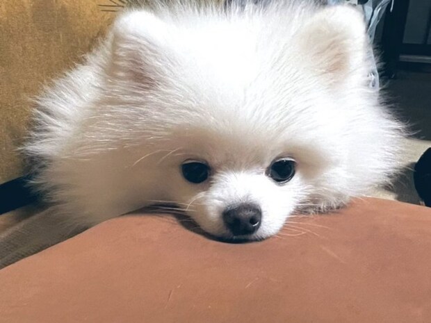 ペットを飼わないことも「動物への愛」投稿に6万いいね「そう言ってくれて嬉しい」「SNSで愛でるのみ」