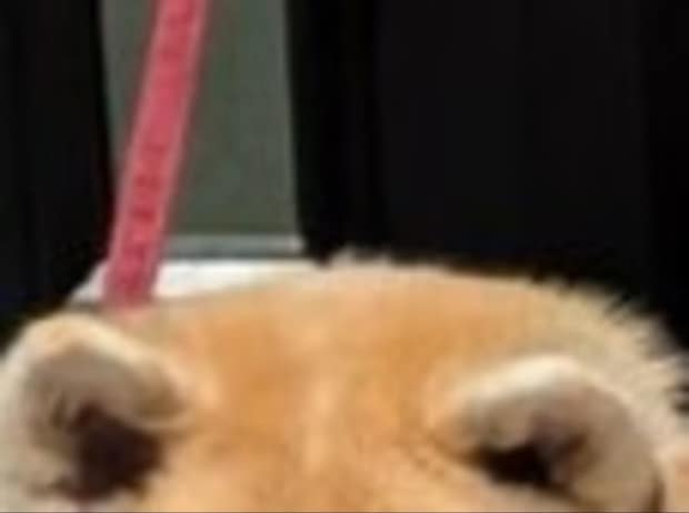 飼い主が突然腹痛に！→玄関に取り残された秋田犬の姿に7万いいね「シュールかわいい」「かなり従順」