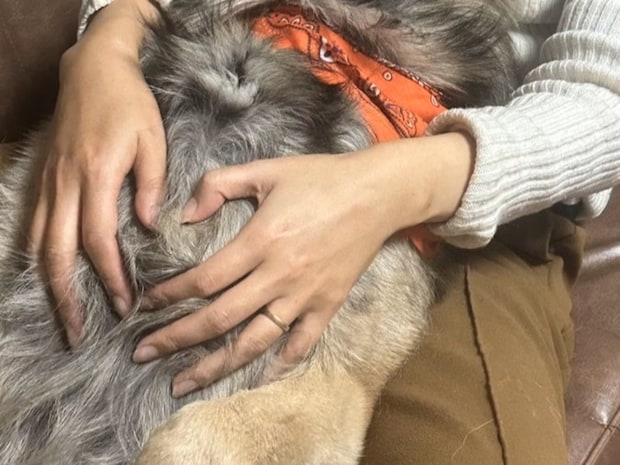 「安心しきってて尊い…」シェパードの無防備すぎる寝顔に4800いいね「スヤァ」「赤ちゃんみたい」