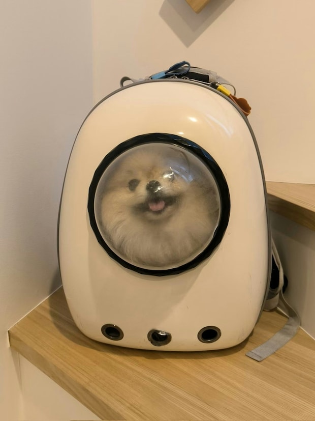 「行く前と帰りでテンションの差がすごい！」ポメラニアンの表情に8.5万いいね「人間みたいw」