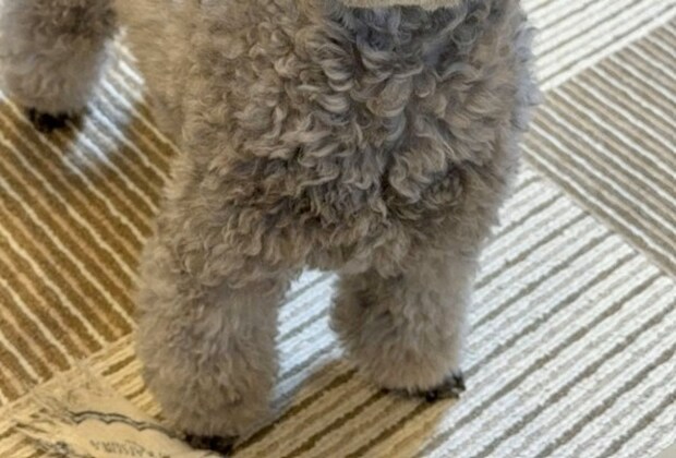 たった25分でも永遠のよう？飼い主に“思いを伝える愛犬”が話題に「訴えてる」「頑張ったね」