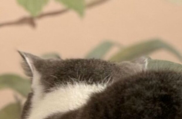 【癒やし注意】猫のおしりで始まる「けつようび」に5万いいね「元気出た」「これ見なきゃ週が始まらない」