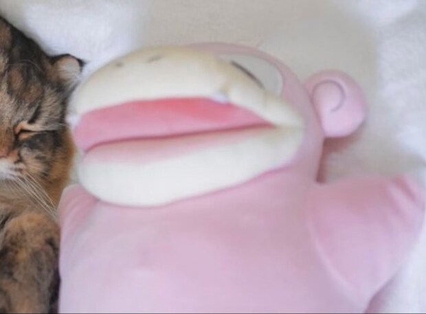 ぬいぐるみと寄り添って→隣で眠る“愛おしすぎる存在”に4万いいね「癒やしの極み」「かわいすぎて泣く」