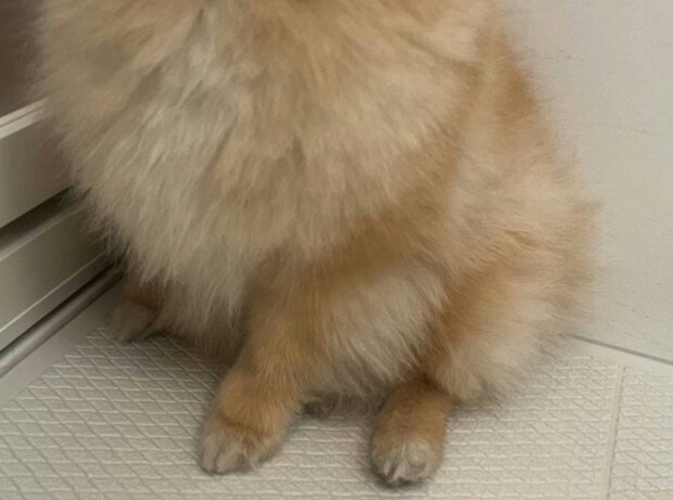 感情はリビングに置いてきた…“入浴直前”ポメの表情に4千いいね「耳もリビングに?」「かわいい」