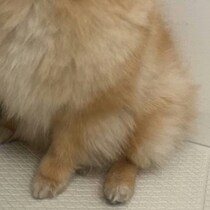 感情はリビングに置いてきた…“入浴直前”ポメの表情に4千いいね「耳もリビングに？」「かわいい」