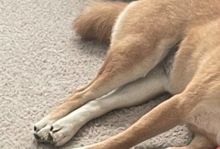 ペット用ベッドより…「最高の特等席」で眠る柴犬に2万人が癒やされたワケ「いい風景だね」