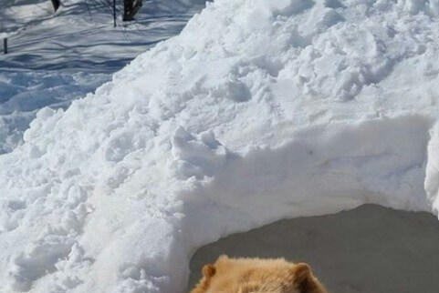 「思わず二度見」かまくらから顔を出したのは“クマ…じゃない？”→正体に1.8万いいね「もふもふ」