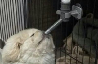 笑わないなんてムリ?“横着ペキニーズ”→水飲む姿がかわいすぎて2万いいね「さいこー」「吹いたw」