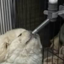 笑わないなんてムリ？“横着ペキニーズ”→水飲む姿がかわいすぎて2万いいね「さいこー」「吹いたｗ」