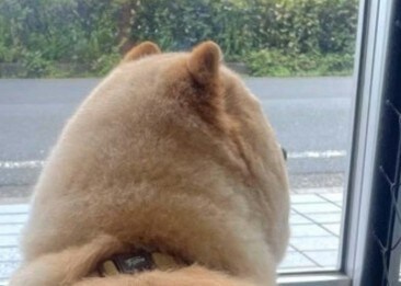 「へいシリ!」思わず話しかけたくなる?愛犬の“見事なモフ尻”に、6.8万人が爆笑「このシリは最高」