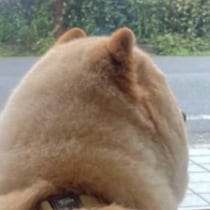 「へいシリ！」思わず話しかけたくなる？愛犬の“見事なモフ尻”に、6.8万人が爆笑「このシリは最高」