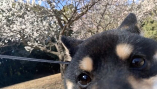 梅の花を撮ろうとしたら→無理やり映りこんでくる柴犬に10万いいね「自撮りみたい」「かわいい」