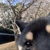 梅の花を撮ろうとしたら→無理やり映りこんでくる柴犬に10万いいね「自撮りみたい」「かわいい」
