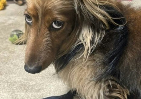 目つきまでパンクな雰囲気！Xで10万バズ→ヘアスタイルが“すごい”ダックスが話題「前世はヤンキー」