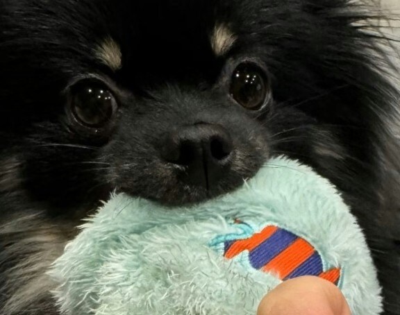 ネイル写真を撮ろうとしたら→ポメラニアンの行動がかわいすぎて1.7万いいね「真っ黒爪」「かわいい」