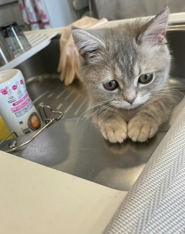 眉間にしわ？反省の表情がかわいすぎる子猫に2万いいね「怒るなんてできない」「許してあげて」