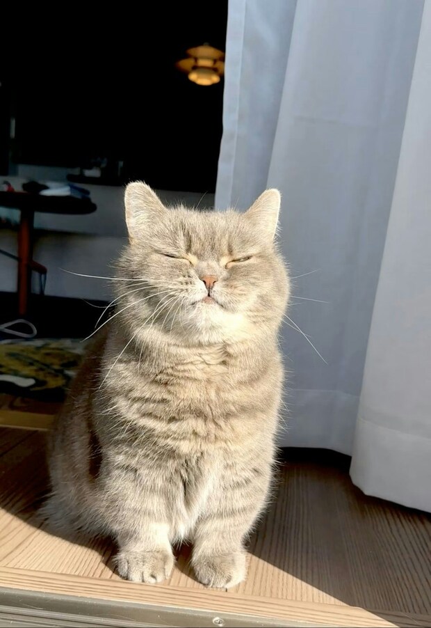 「まぶしいにゃん」寒い冬の朝、ひだまりで眠る猫が見せた“最高の安らぎ顔”