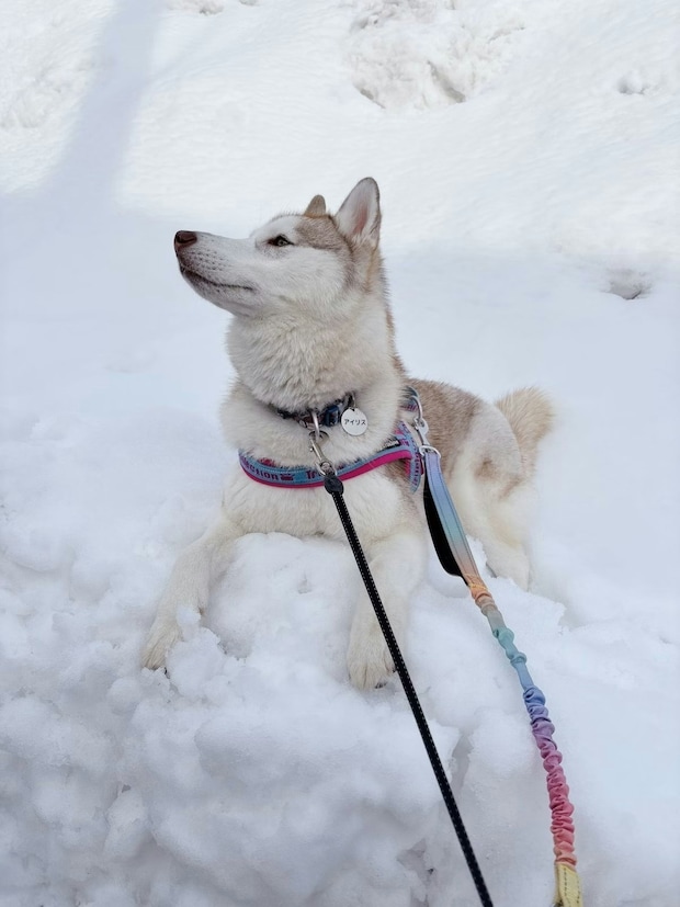 「その気持ち、わかる」愛犬を見て泣き出した女性。その瞳に映っていた“ある記憶”とは