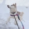 「その気持ち、わかる」愛犬を見て泣き出した女性。その瞳に映っていた“ある記憶”とは