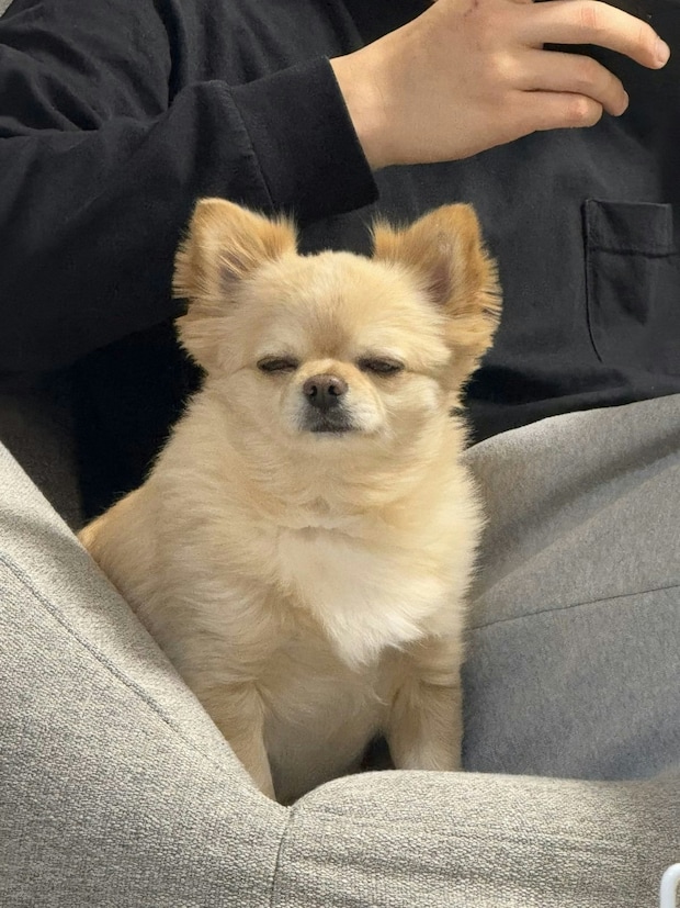 【驚異の安定感】寝ても覚めても100%同じ顔！愛犬の「無敵の可愛さ」にネット民悶絶