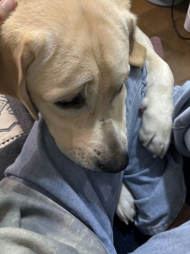 【7万いいねの勘違い】「どこにも行かないで！」愛犬が阻止した飼い主の外出の真相