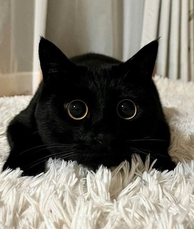 【ズルい可愛さ】反則級のまん丸おめめ！黒猫ちゃんの破壊力に「全人類が涙した」「元気出た」5.5万いいね
