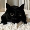 【ズルい可愛さ】反則級のまん丸おめめ！黒猫ちゃんの破壊力に「全人類が涙した」「元気出た」5.5万いいね