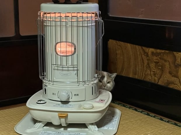 すべてお見通し？ 夫婦喧嘩中の「諸事情鑑みてる」愛猫の賢すぎる視線にネット民が大爆笑！【9.6万いいね】