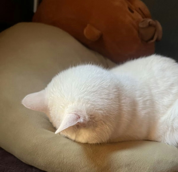 【衝撃】顔じゃないのに7万いいね！？あまりにも神々しい「後頭部の丸み」にネット民が癒やされた理由