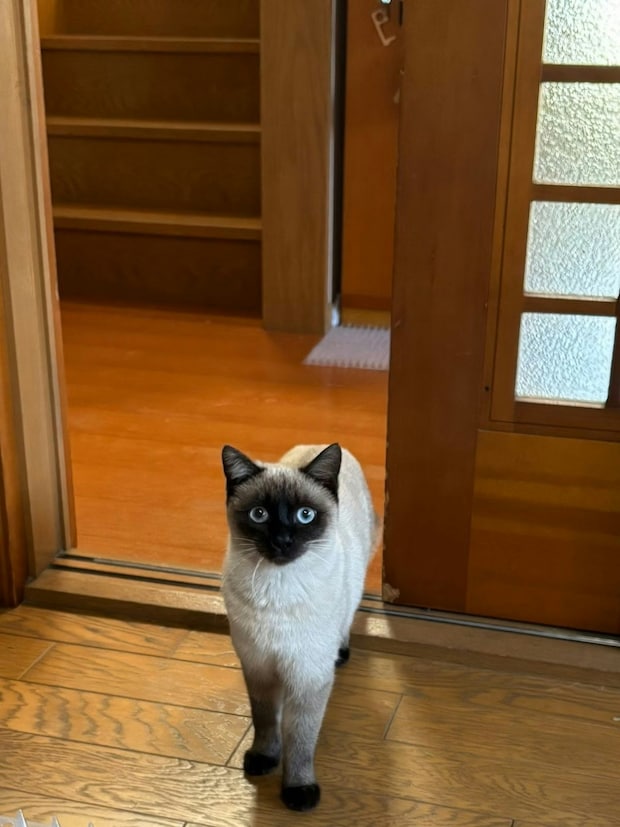 【あ、あやしいやつ】顔パックで宇宙人になった飼い主 vs. 戸惑いMAXの愛猫！笑える戦いに1.9万いいね