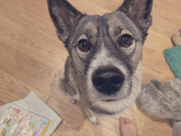 ミックス犬ですと伝えたら…素敵な返しに1万いいね「その答えいいなぁ」「採用させて頂きます！」