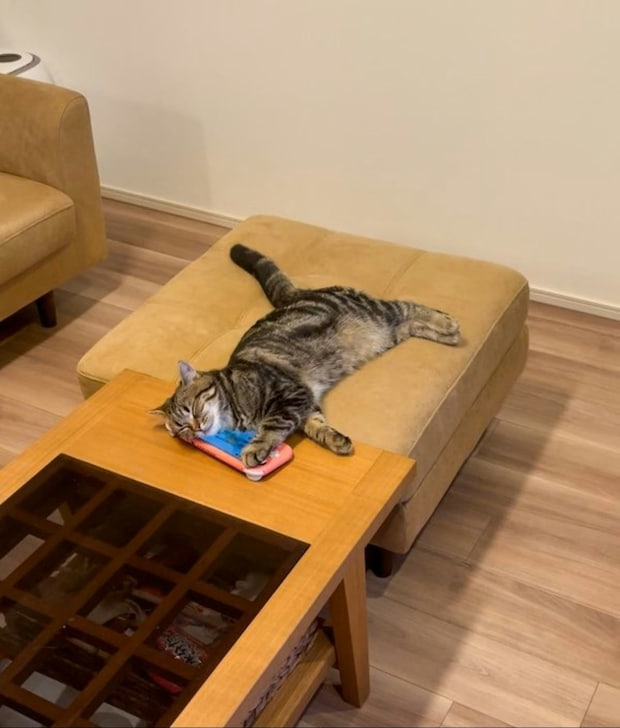 【何これ最高】愛猫が「まさかの物体」を専用枕に！無防備なお腹を晒した爆睡姿に4万いいね「天才だニャ」