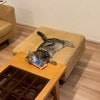 【何これ最高】愛猫が「まさかの物体」を専用枕に！無防備なお腹を晒した爆睡姿に4万いいね「天才だニャ」