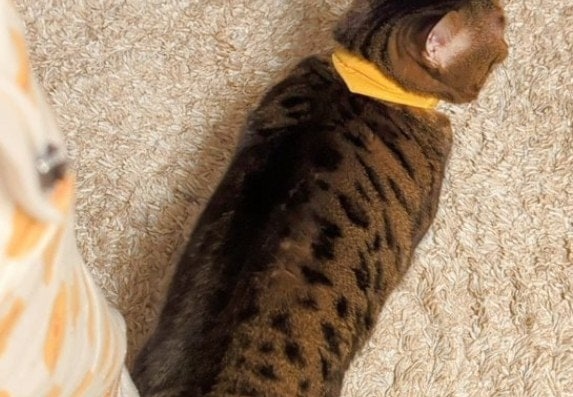 飼い主冥利に尽きる～！愛猫のしっぽが語る「好き♡」に4万人がキュン「気持ちがバレちゃってる」